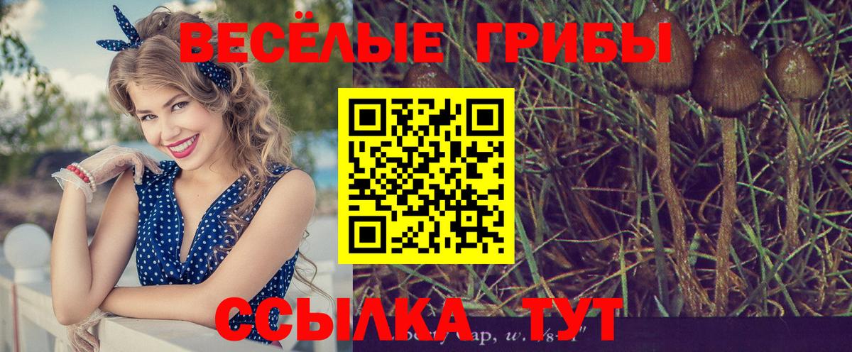 Галлюциногенные грибы Psilocybe Кириши